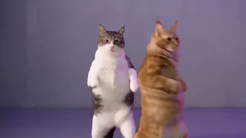 The original NEON dancing cats NEON Duo Dance reel by @rroyhew54