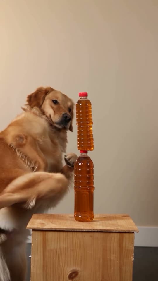 The original AI golden retriever bottle kick Bottle Kick Challenge reel by @winnie.golden.world