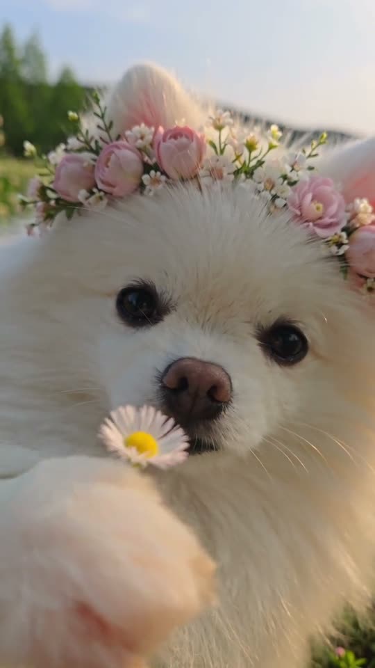 The original Flower in nose Pomeranian Flower in Nose reel by @pomi_daily_life