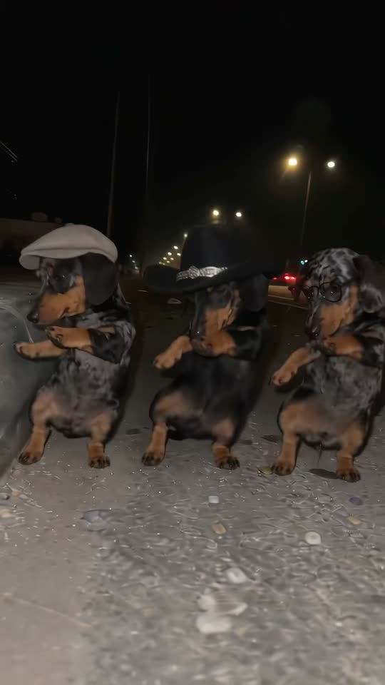 The original La Calabaza dancing dachshunds La Calabaza Dance reel by @salchihermanosoficial