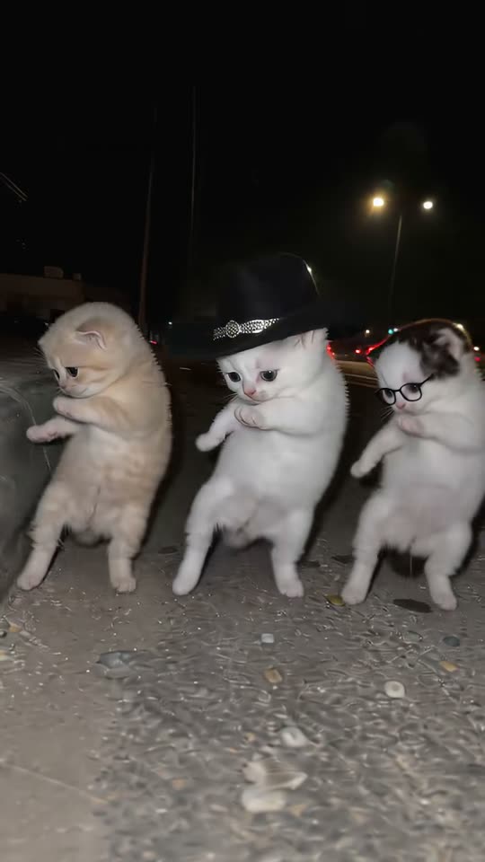 The original La Calabaza Dance reel by @meowtakeover