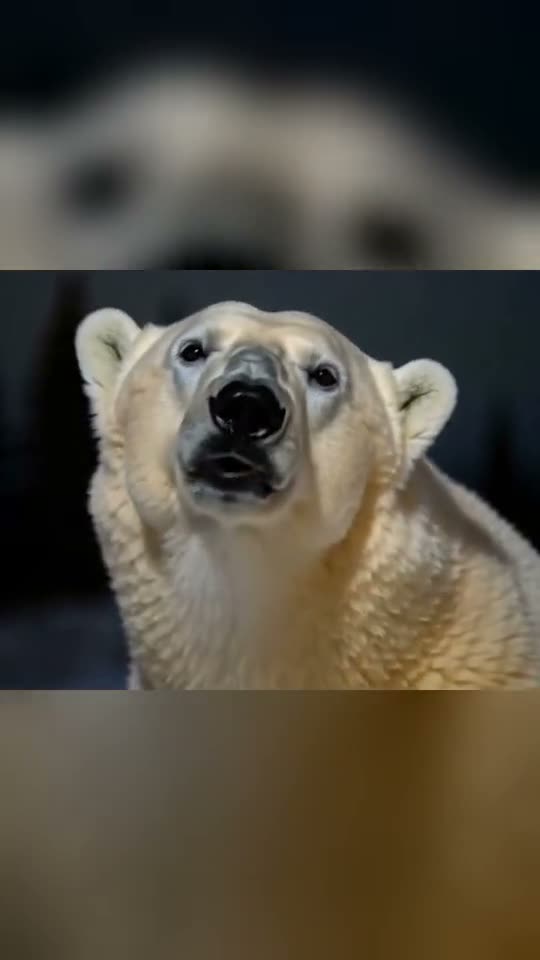 The original Polar Bear 2026 reel by @bigbakdiskk28